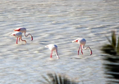 Fenicotteri Rosa